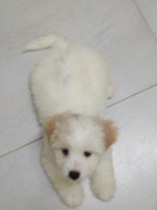 FIVERR - Logo Maker to the rescue.